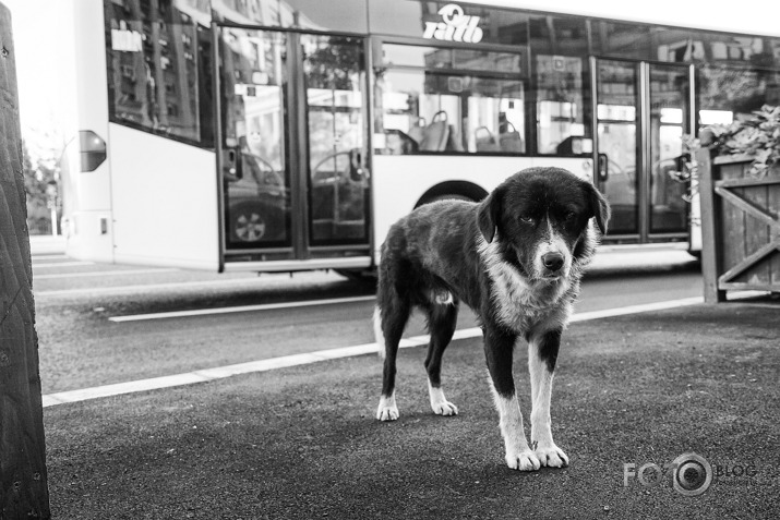 Off the Leash - Dogs of Bucharest