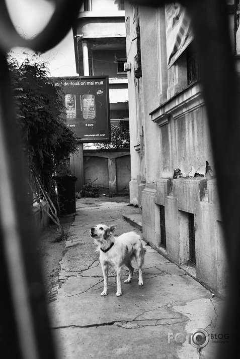 Off the Leash - Dogs of Bucharest