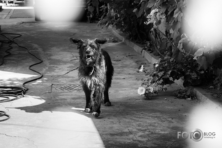 Off the Leash - Dogs of Bucharest