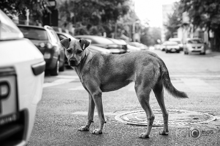 Off the Leash - Dogs of Bucharest