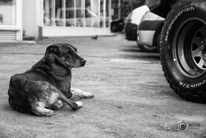 Off the Leash - Dogs of Bucharest