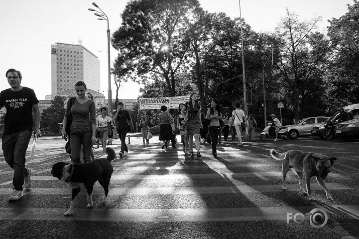 Off the Leash - Dogs of Bucharest