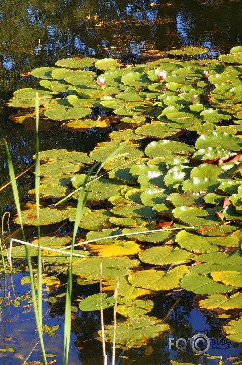 Rudens Mālpils muižā