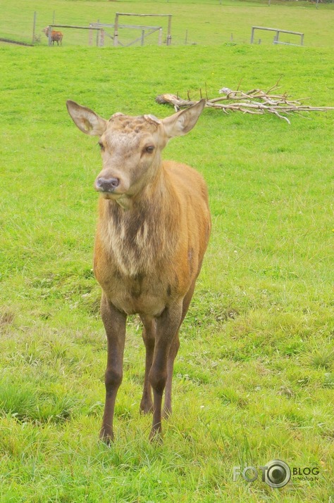 Briežu dārzā