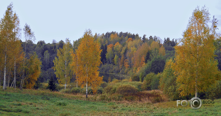 gabaliņš Kurzemes