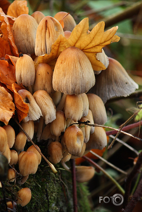 Laižam sēnēs! Vēl jau ir...
