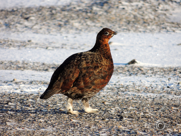 Lagopus lagopus scotica ; Rudā baltirbe