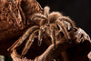 Tarantuls 