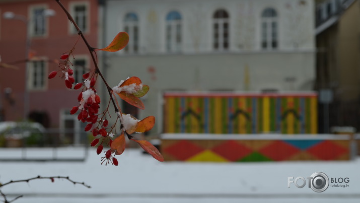 ziema eglē.