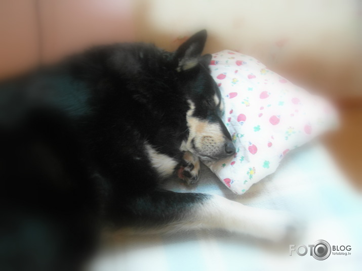 Pēc Jaungada nakts salūtu briesmām...