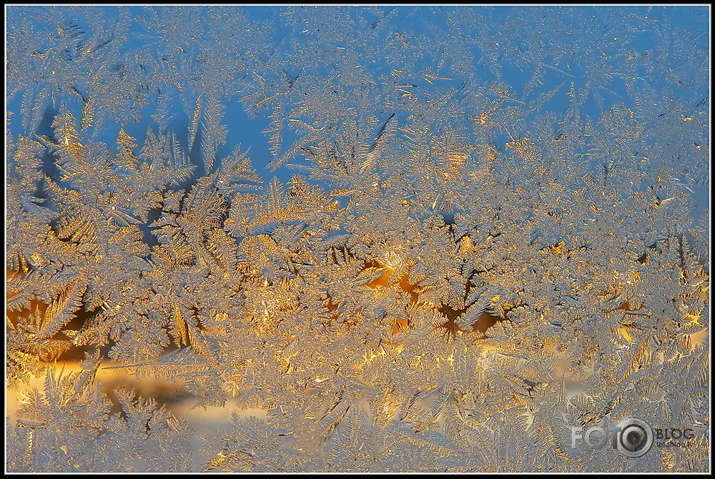 Decembra vidū loga rūtis ziedēja...