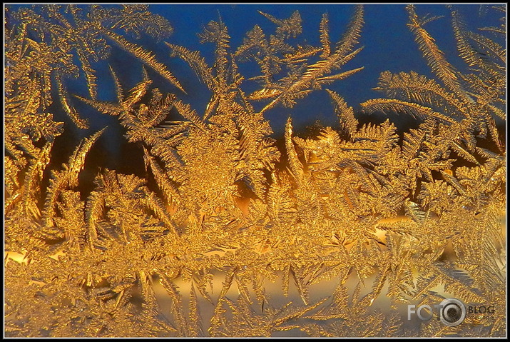 Decembra vidū loga rūtis ziedēja...