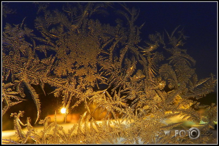 Decembra vidū loga rūtis ziedēja...