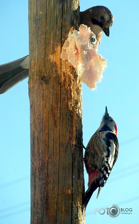 "mazās speķa zīlītes "