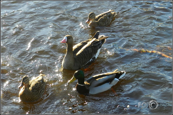 Baltpieres zoss.., Cieceres upē, 26.01.2013