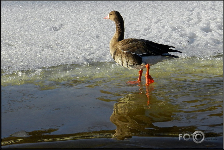 Baltpieres zoss.., Cieceres upē, 26.01.2013