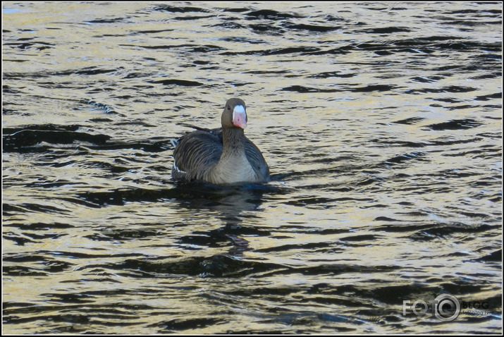 Baltpieres zoss.., Cieceres upē, 26.01.2013