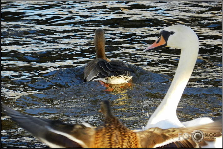 Baltpieres zoss.., Cieceres upē, 26.01.2013