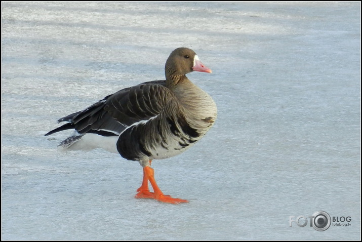 Baltpieres zoss.., Cieceres upē, 26.01.2013