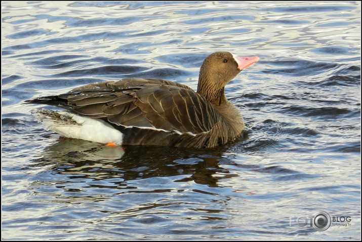 Baltpieres zoss.., Cieceres upē, 26.01.2013