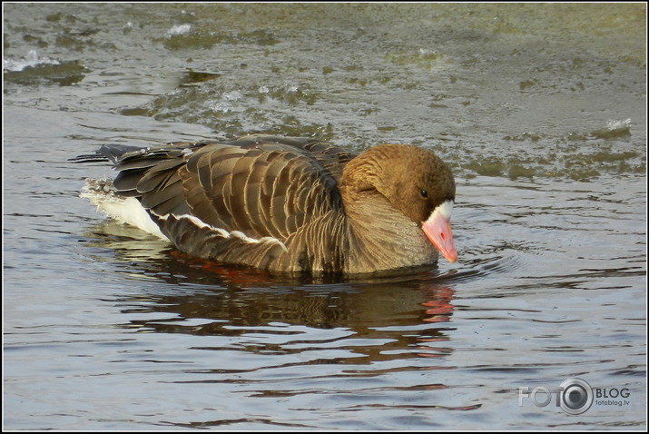 Baltpieres zoss.., Cieceres upē, 26.01.2013