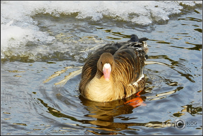 Baltpieres zoss.., Cieceres upē, 26.01.2013