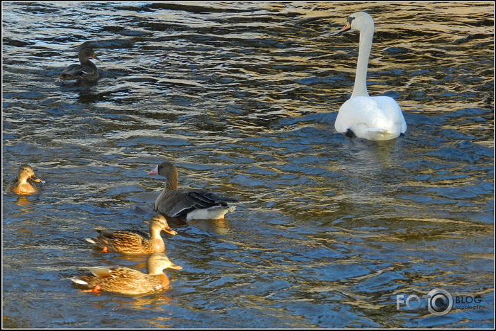 Baltpieres zoss.., Cieceres upē, 26.01.2013