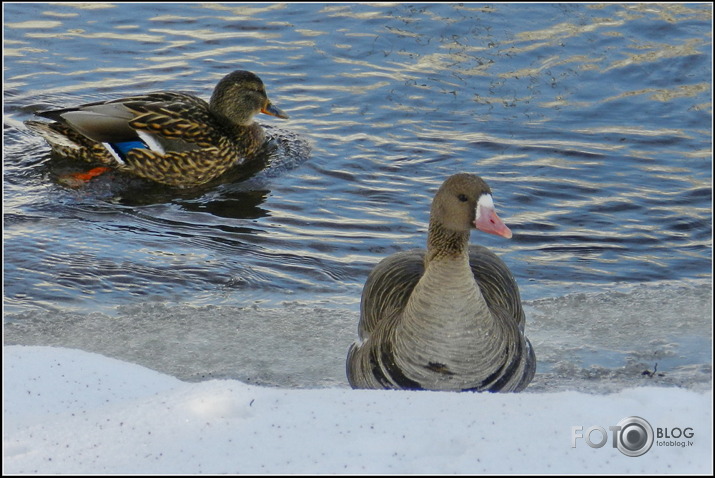 Baltpieres zoss.., Cieceres upē, 26.01.2013