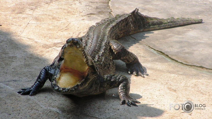 Krokodila smaids