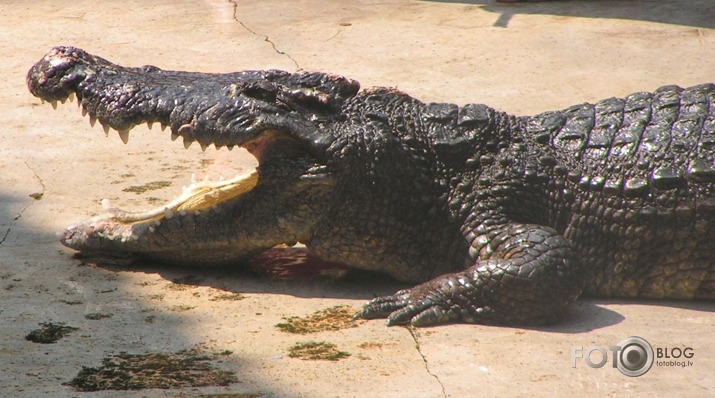 Krokodila smaids