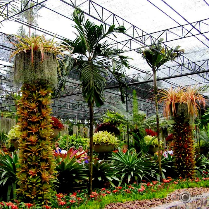 Botaniskajā darzā Taizemē (1.daļa)