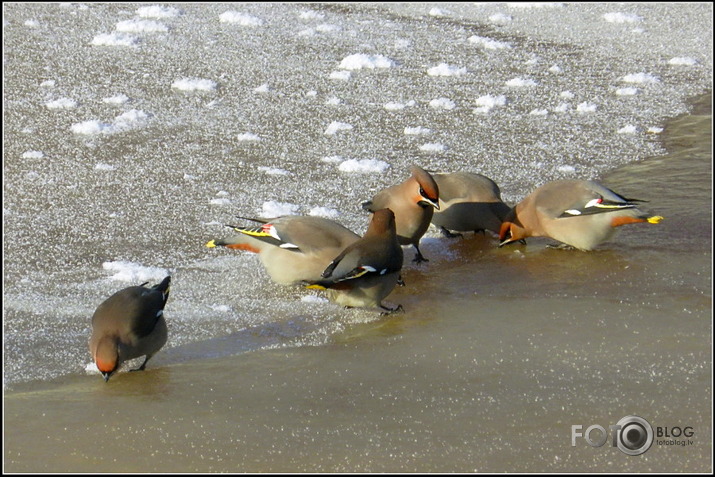 Zīdastes.. 05.02.2012.