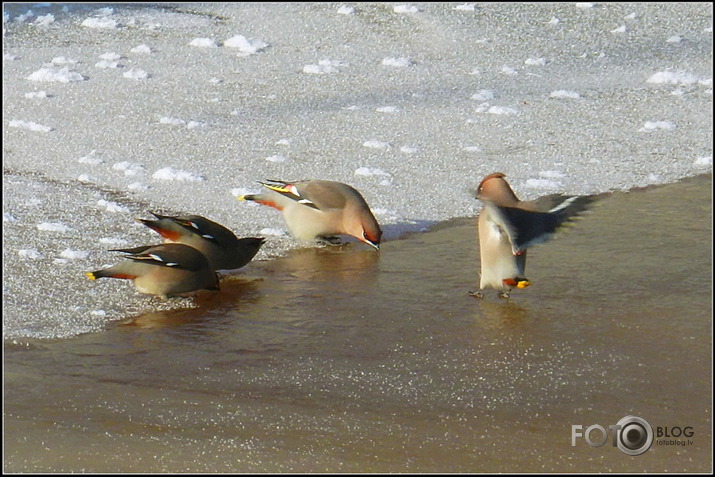 Zīdastes.. 05.02.2012.