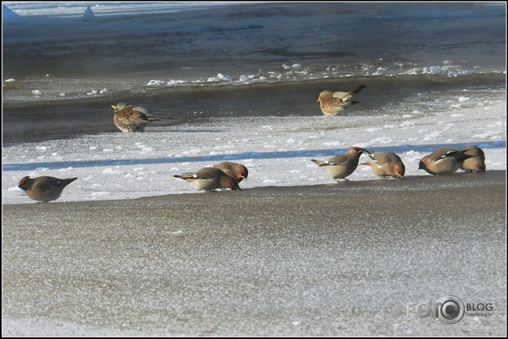 Zīdastes.. 05.02.2012.