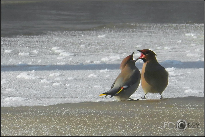 Zīdastes.. 05.02.2012.