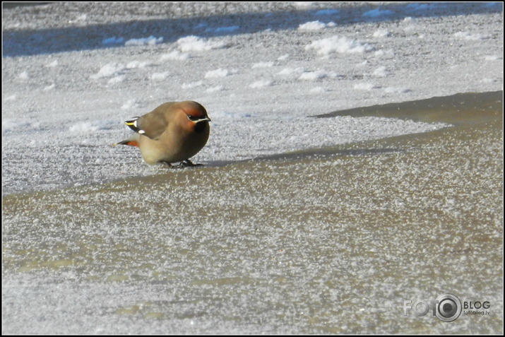 Zīdastes.. 05.02.2012.