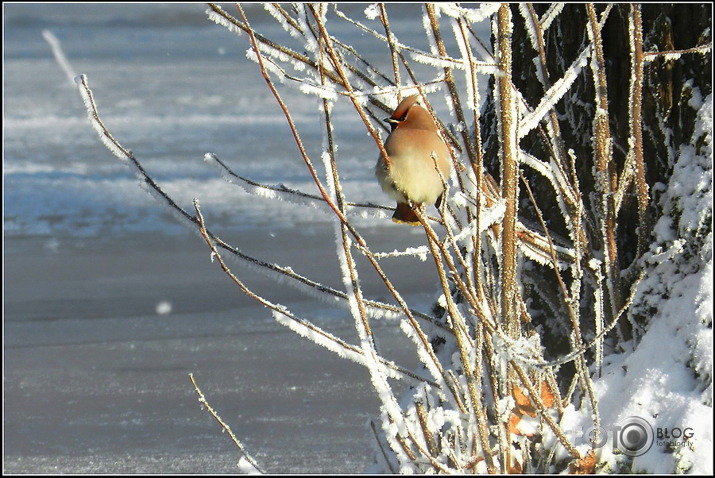 Zīdastes.. 05.02.2012.