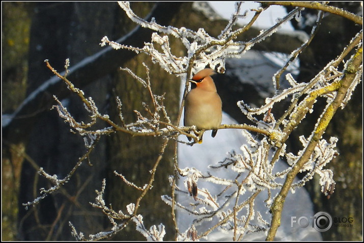 Zīdastes.. 05.02.2012.