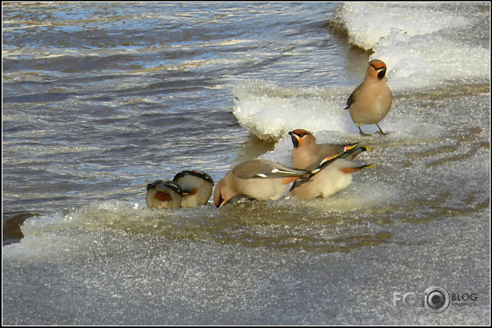 Zīdastes.. 05.02.2012.