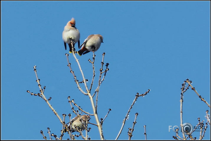 Zīdastes.. 05.02.2012.