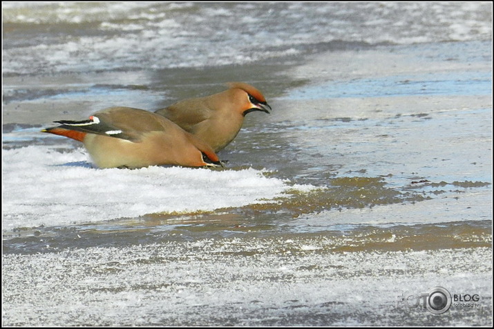 Zīdastes.. 05.02.2012.