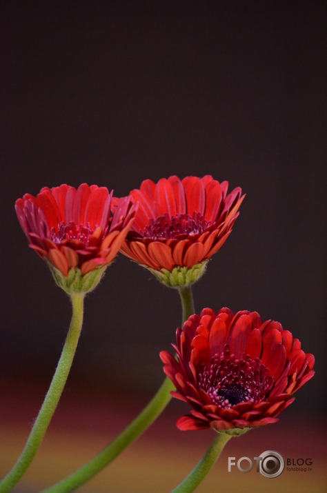 gerberas