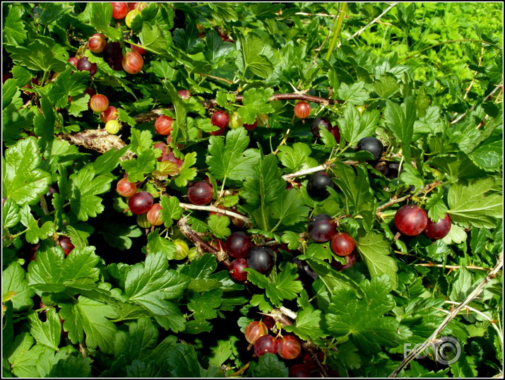 šorīt mīnuss 20-apnicis