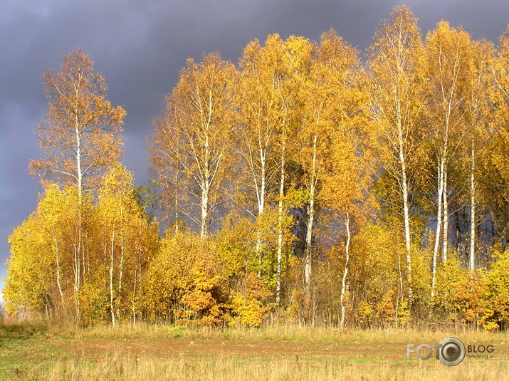 Zelta rudens.