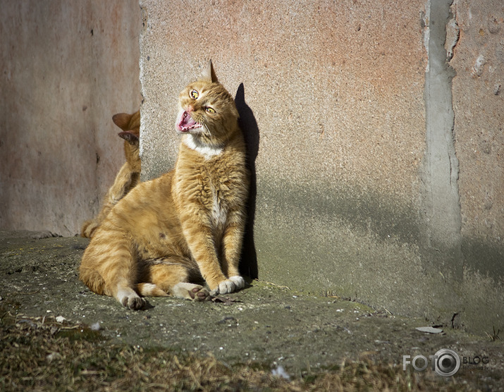 про котов...