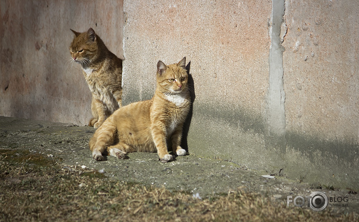 про котов...