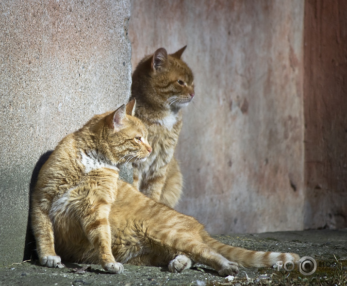 про котов...