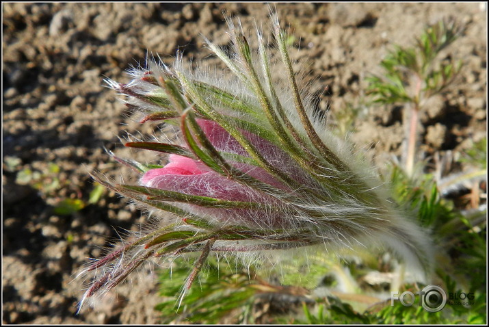 Silpurenes parastās..., 05.2013