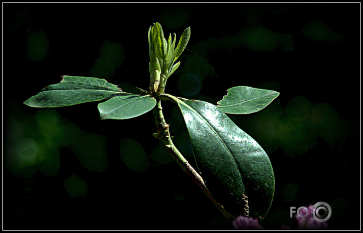 Arī mani rododendri