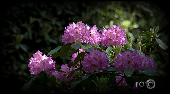 Arī mani rododendri